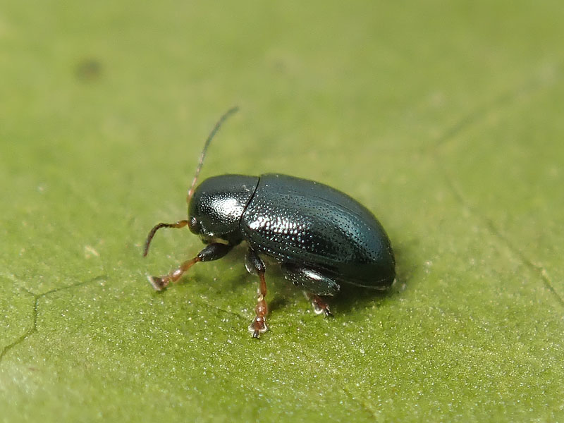 Chrysomelidae alticino: Chaetocnema mannerheimi